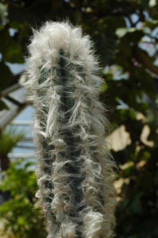 Pilosocereus_sartorianus